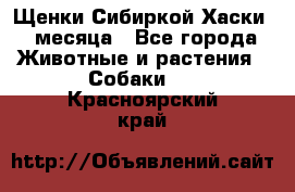 Щенки Сибиркой Хаски 2 месяца - Все города Животные и растения » Собаки   . Красноярский край